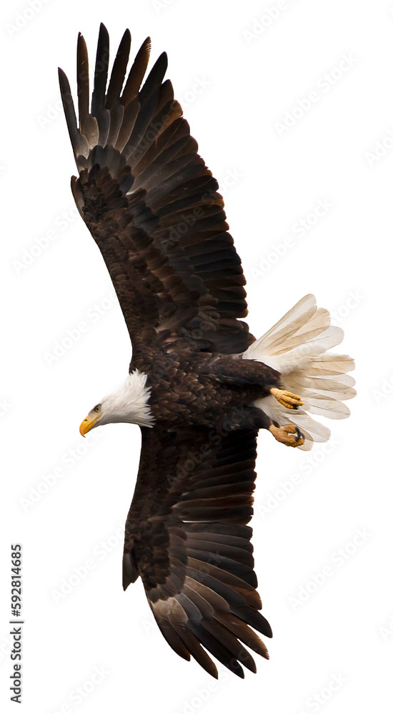 Obraz premium american bald eagle in flight with spread wings from below