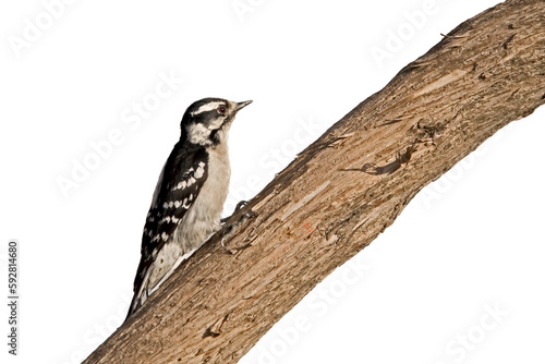 Side view of a female downy woodpecker  on a tree branch close up, cut out