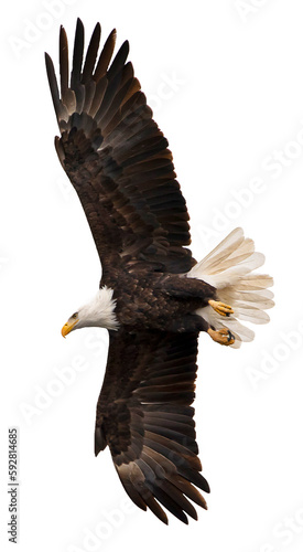 american bald eagle in flight with spread wings from below