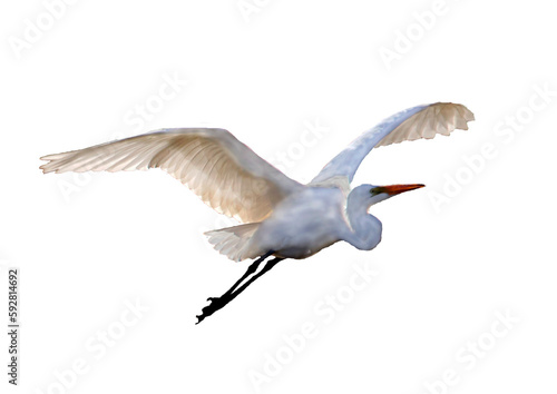 Φωτογραφία Great egret in flight isolated, cut out