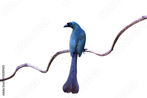 Beautiful Racket-tailed treepie bird perched on a branch isolated on transparent background png file photo