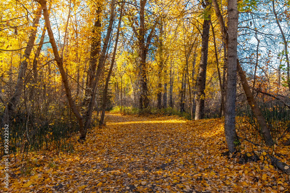A dense section of woods with fall colors on the leaves at Autumn along the walking trail at Blackbird Island along the Wenatchee River in the historic town of Leavenworth, Washington. A dense section of woods with fall colors on the leaves at Autumn along the walking trail at Blackbird Island along the Wenatchee River in the historic town of Leavenworth, Washington.