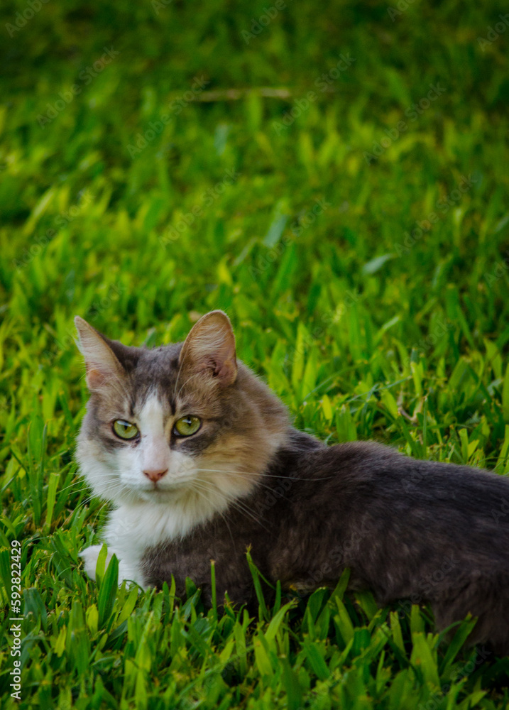 cat on grass cat on grass