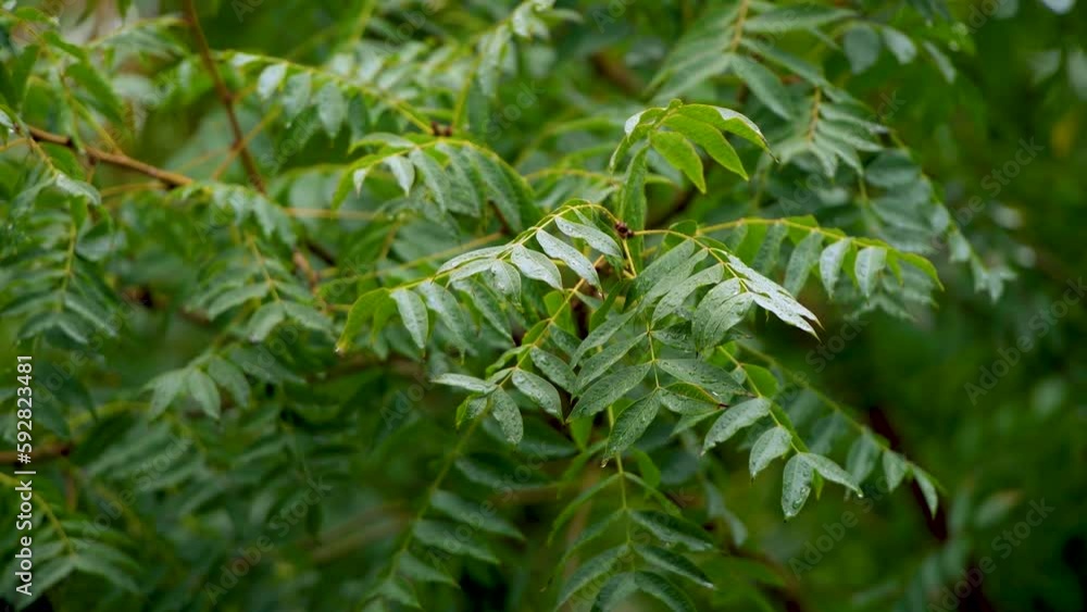 Rain falling on the green leafs Rain falling on the green leafs