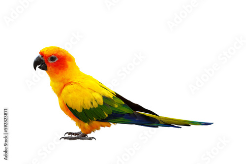 Beautiful Sun Conure parrot bird isolated on transparent background png file	