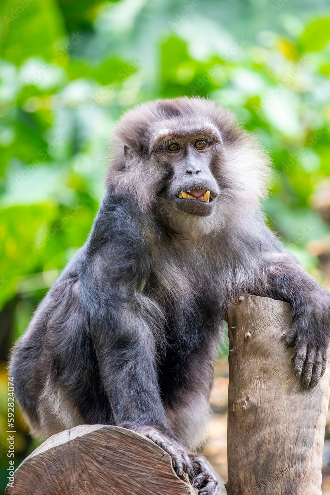 Tonkean macaque (Macaca tonkeana) is a species of primate in the family Cercopithecidae. It is endemic to central Sulawesi and the nearby Togian Islands in Indonesia. Tonkean macaque (Macaca tonkeana) is a species of primate in the family Cercopithecidae. It is endemic to central Sulawesi and the nearby Togian Islands in Indonesia.
