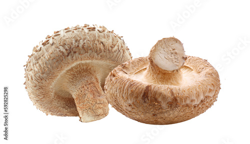 Shiitake mushrooms on transparent png