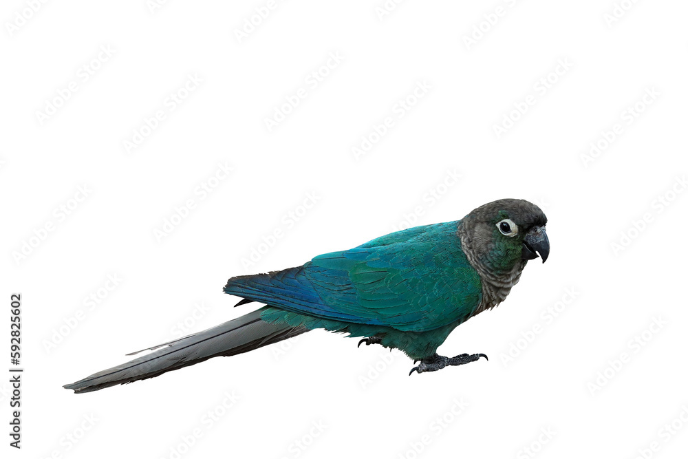 Colorful Crimson-bellied parakeet parrot isolated on transparent background png file