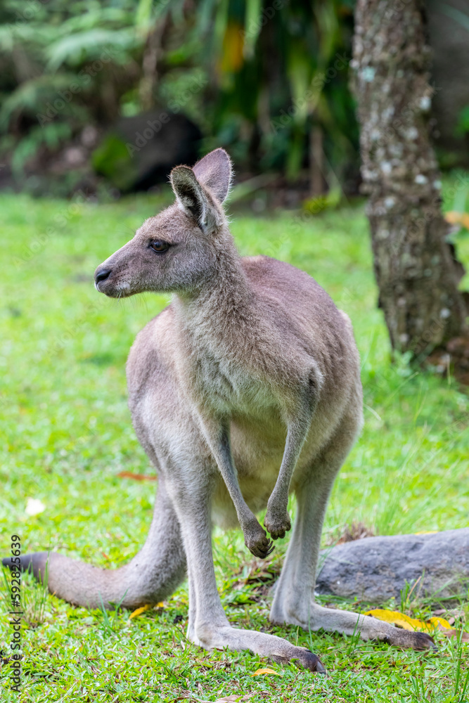 The eastern grey kangaroo (Macropus giganteus) is a marsupial found in the eastern third of Australia, with a population of several million. The eastern grey kangaroo (Macropus giganteus) is a marsupial found in the eastern third of Australia, with a population of several million.