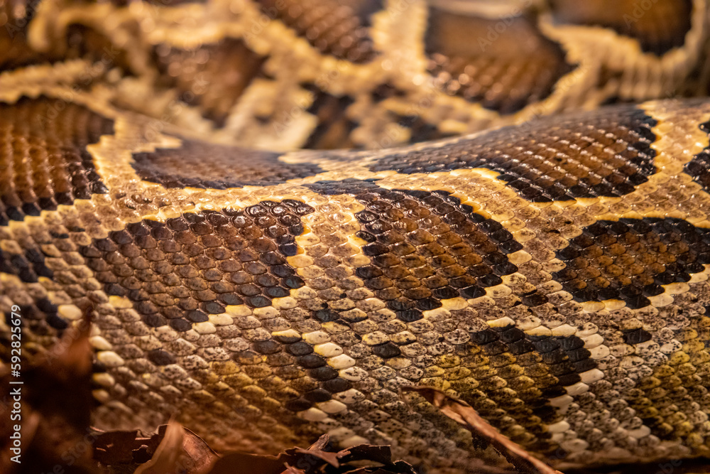 The Burmese python (Python bivittatus) is one of the largest species of snakes. It is native to a large area of Southeast Asia and is listed as Vulnerable on the IUCN Red List. The Burmese python (Python bivittatus) is one of the largest species of snakes. It is native to a large area of Southeast Asia and is listed as Vulnerable on the IUCN Red List.