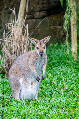 The agile wallaby  Notamacropus agilis   is a species of wallaby found in northern Australia and southern New Guinea.  The agile wallaby is a sandy colour  becoming paler below.
