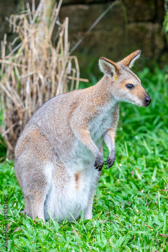 The agile wallaby  Notamacropus agilis   is a species of wallaby found in northern Australia and southern New Guinea.  The agile wallaby is a sandy colour  becoming paler below.