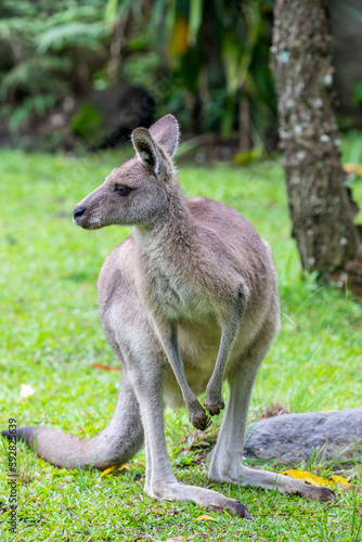 The eastern grey kangaroo (Macropus giganteus) is a marsupial found in the eastern third of Australia, with a population of several million.  © Danny Ye