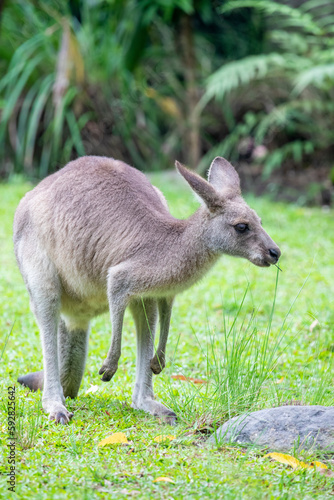 The eastern grey kangaroo (Macropus giganteus) is a marsupial found in the eastern third of Australia, with a population of several million.  photo