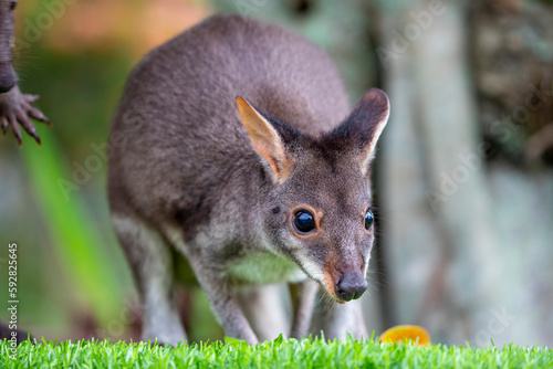 Φωτογραφία The photo of dusky wallaby (Thylogale brunii)