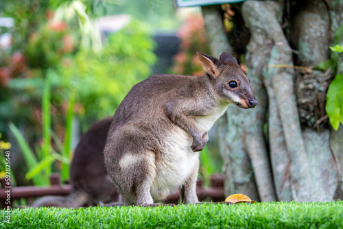 Fotografía The photo of dusky wallaby (Thylogale brunii)
