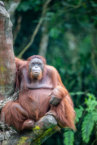 A fatty female Bornean orangutan stays alone. 
Critically endangered species, with deforestation, palm oil plantations, and hunting posing a serious threat to its continued existence. photo