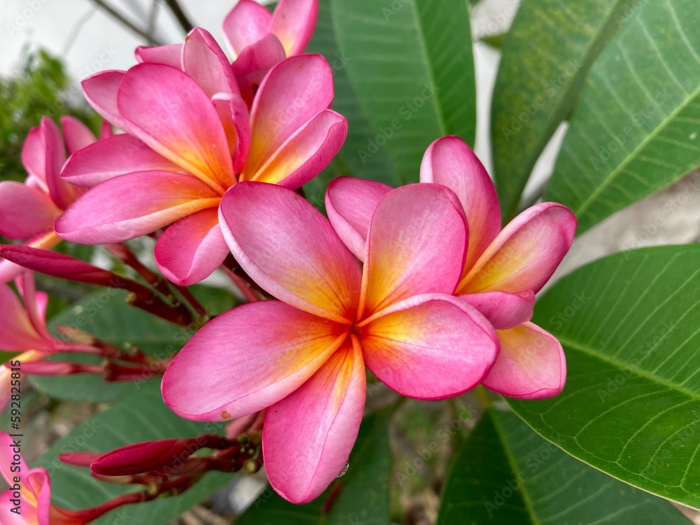 Plumeria rubra flower with pink color blooming in the garden Plumeria rubra flower with pink color blooming in the garden