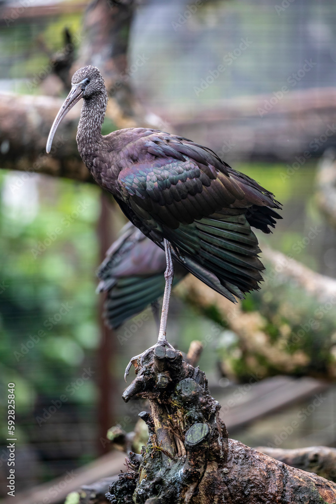 Naklejka premium The glossy ibis (Plegadis falcinellus) is a water bird in the order Pelecaniformes and the ibis and spoonbill family Threskiornithidae.