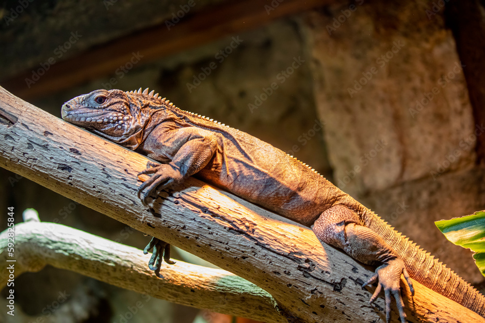 Fototapeta premium The Cuban rock iguana (Cyclura nubila) is one of the most endangered groups of lizards. A herbivorous species with a thick tail and spiked jowls.