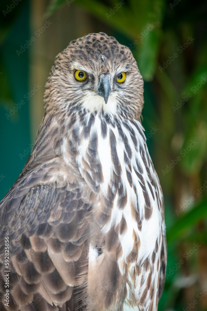 The changeable hawk-eagle (Nisaetus cirrhatus) is a large bird of prey species of the family Accipitridae.
it is an agile forest-dwelling predator and like many such eagles. The changeable hawk-eagle (Nisaetus cirrhatus) is a large bird of prey species of the family Accipitridae.
it is an agile forest-dwelling predator and like many such eagles.