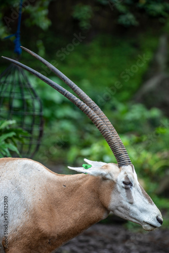 Scimitar oryx is a species of Oryx once widespread across North Africa which went extinct in the wild in 2000.
It is a straight-horned antelope. They are sexually dimorphic with males being larger. photo