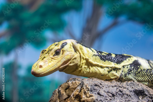 The yellow-headed water monitor (Varanus cumingi).
It is a large species of monitor lizard in the family Varanidae. The species is endemic to the Philippines.  photo