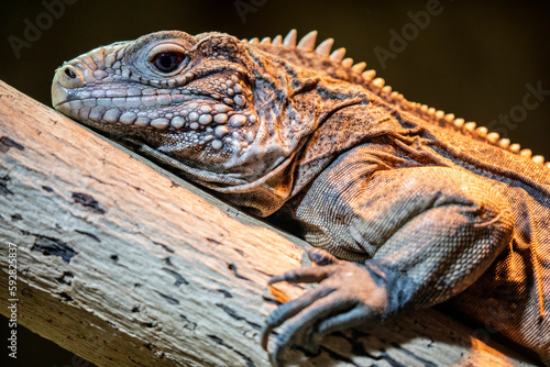 The Cuban rock iguana  Cyclura nubila  is one of the most endangered groups of lizards. A herbivorous species with a thick tail and spiked jowls.