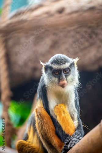Wolf's mona monkey (Cercopithecus wolfi) is a colourful Old World monkey in the family Cercopithecidae. It is found in central Africa. It lives in primary and secondary lowland rainforest and swamp 