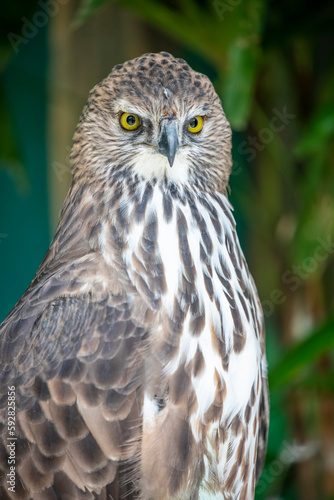 The changeable hawk-eagle (Nisaetus cirrhatus) is a large bird of prey species of the family Accipitridae. it is an agile forest-dwelling predator and like many such eagles.