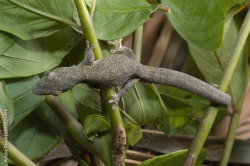 Prehensiletail Geckos Reptile close up on a leaf photo