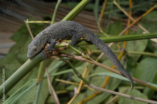 Prehensiletail Geckos Reptile close up on a leaf photo