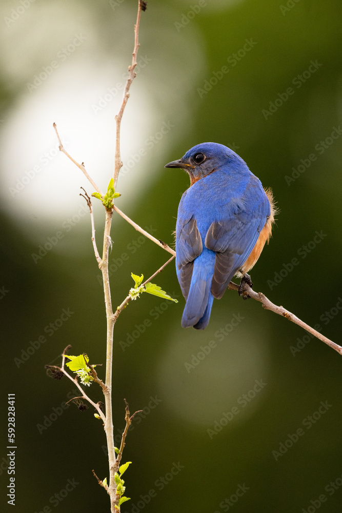 Fototapeta premium Eastern bluebird (Sialia sialis), a cute songbird, perched in a tree during spring in Sarasota, Florida