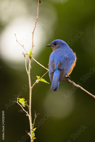 Eastern bluebird (Sialia sialis), a cute songbird, perched in a tree during spring in Sarasota, Florida