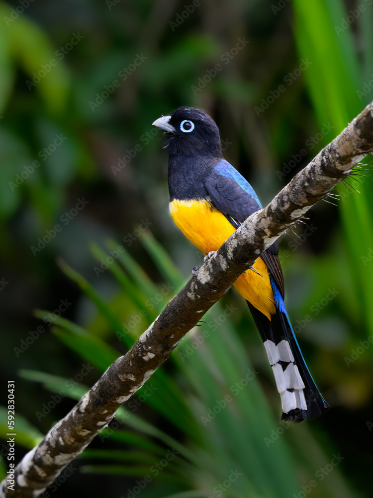 Black-headed Trogon portrait on tree branch Black-headed Trogon portrait on tree branch