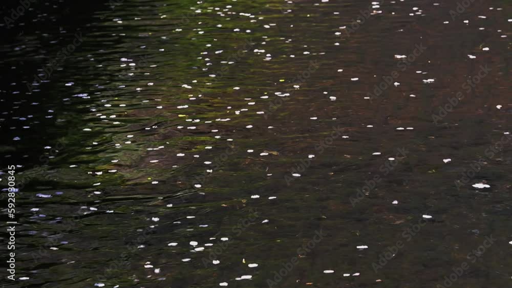 桜の花びらが流れる川 桜の花びらが流れる川