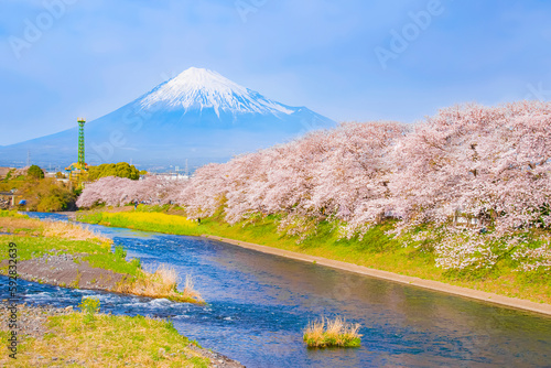 Fuji mountain and Row of Sakura Trees along Uruigawa River in Spring, Fujinomiya, Shizuoka, Japan photo