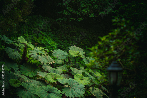 Deep green humid rainforest located in Zunil, Quetzaltenango, Guatemala. © Alexander