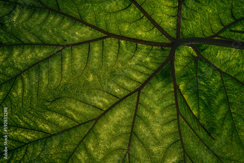 Photos Deep green humid rainforest located in Zunil, Quetzaltenango, Guatemala