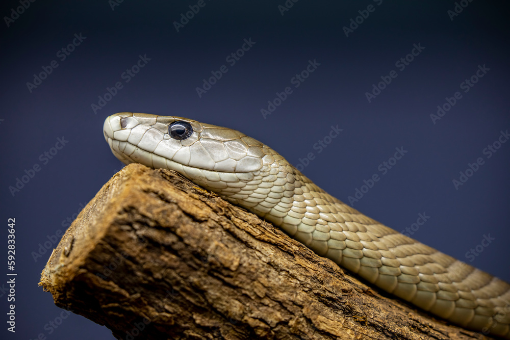 The black mamba (Dendroaspis polylepis) is a species of highly venomous snake belonging to the family Elapidae. It is native to parts of sub-Saharan Africa. The black mamba (Dendroaspis polylepis) is a species of highly venomous snake belonging to the family Elapidae. It is native to parts of sub-Saharan Africa.
