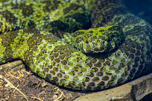  Mangshan pit viper (Protobothrops mangshanensis) is a venomous pit viper species endemic to Hunan and Guangdong provinces in China.
They eat frogs, birds, insects, and small mammals.  photo