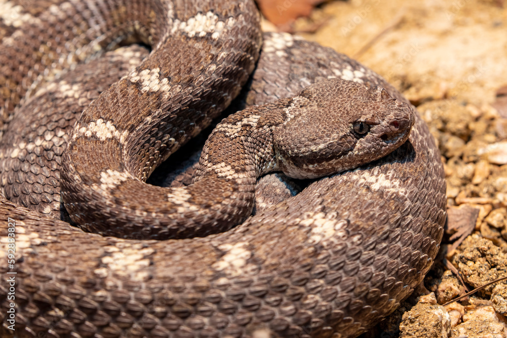 Arizona black rattlesnak (Crotalus cerberus) is a venomous pit viper species found in the southwestern United States.
The color pattern consists of a dark grayish, brownish black, reddish brown. Arizona black rattlesnak (Crotalus cerberus) is a venomous pit viper species found in the southwestern United States.
The color pattern consists of a dark grayish, brownish black, reddish brown.