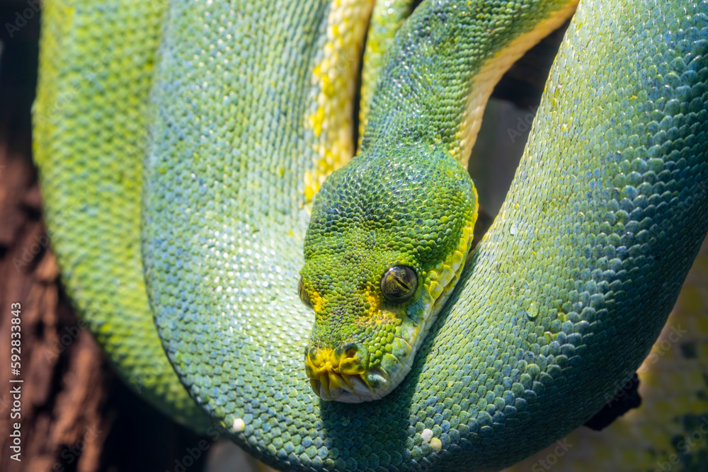 The green tree python (Morelia viridis) is a species of snake in the ...