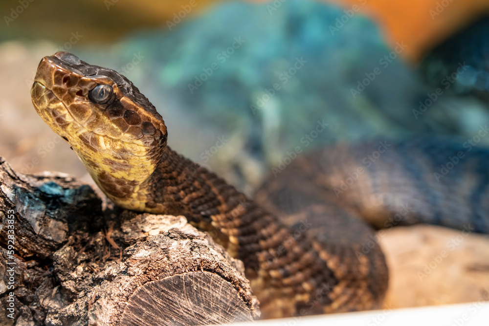 Fototapeta premium Northern cottonmouth (Agkistrodon piscivorus) is one of the world's few semiaquatic vipers and is native to the southeastern United States. Individuals may bite when feeling threatened.