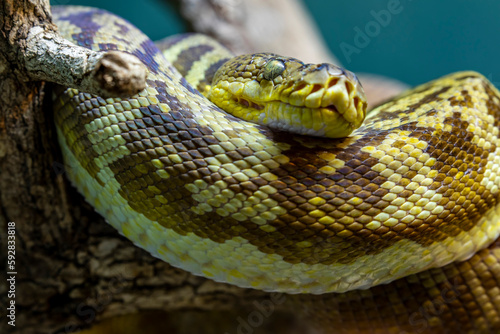 The Timor python (Malayopython timoriensis) is a python species found in Southeast Asia. Like all pythons, it is a nonvenomous constrictor; it is not considered dangerous to humans. photo