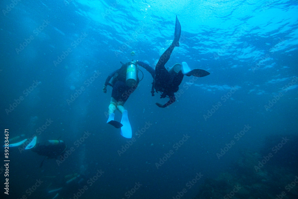 custom made wallpaper toronto digitalScuba Divers, silhouettes against sunburst, in the ocean beside coral reef