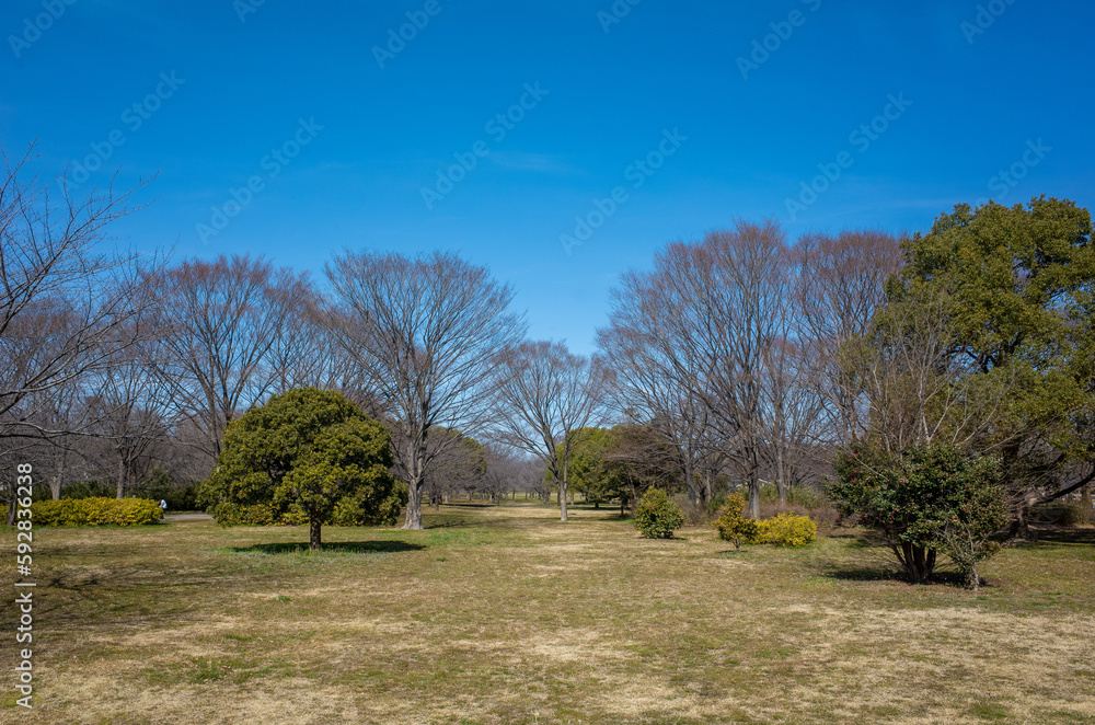 Fototapeta premium 舎人公園