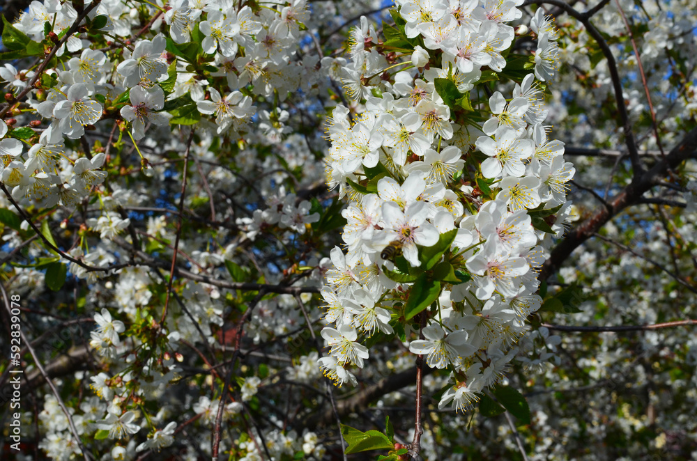 Obraz premium a blooming cherry tree.cherry blossoms.fruit tree in spring.