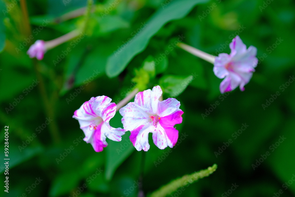 Photos of plants and flowers. Beautiful white and pink flowers in the middle of a garden in Bandung - Indonesia