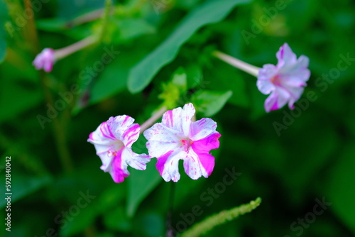 Photos of plants and flowers. Beautiful white and pink flowers in the middle of a garden in Bandung - Indonesia